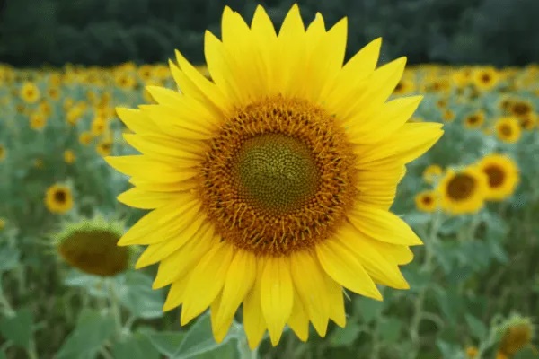 哪些保险可以异地投保，异地投保有哪些优缺点？