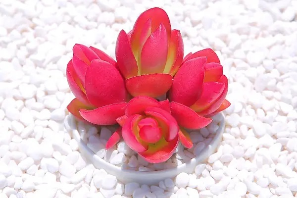 返本型保险与消费型保险最大的区别是什么？