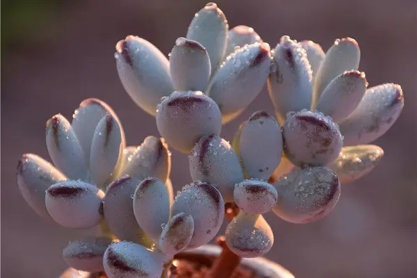 如实告知有哪些风险？