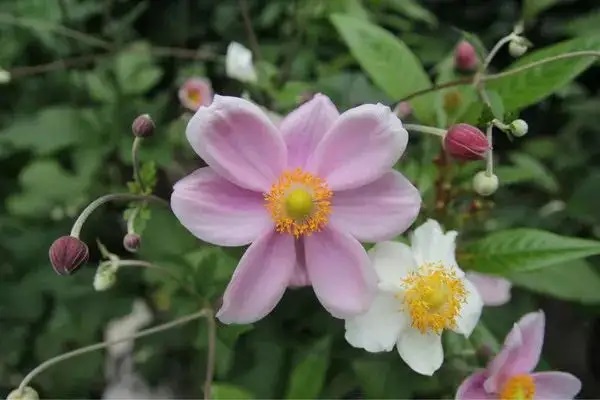 乙肝患者投保指南，投保轻松无忧!