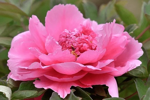 保险公司为何不待见曾被拒保的客户？