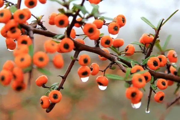 健康状况出现问题，生病了还能继续投保吗？