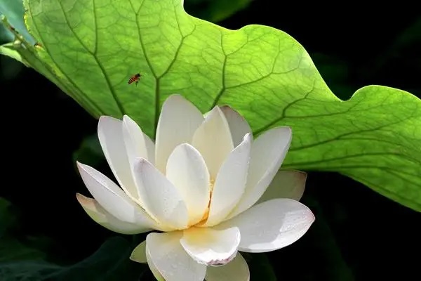 大家在买保险前究竟要不要体检？