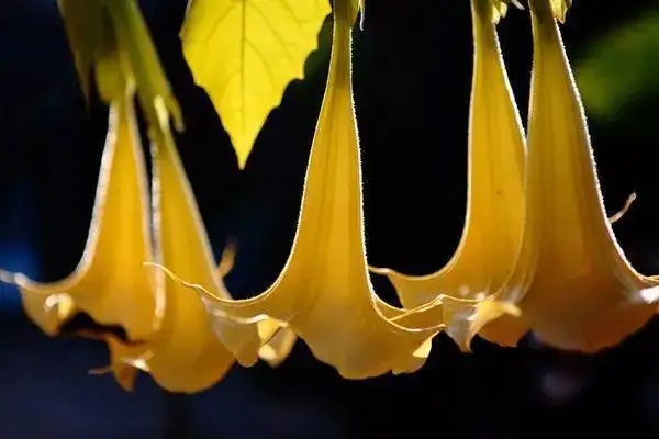 为什么说康惠保旗舰版升级后很优秀？