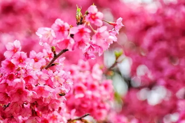 医保“异地就医”该怎么理赔