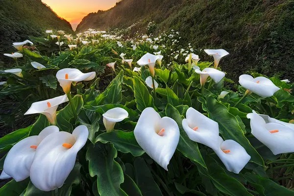 关于异地就医的那些事，应该如何提交？