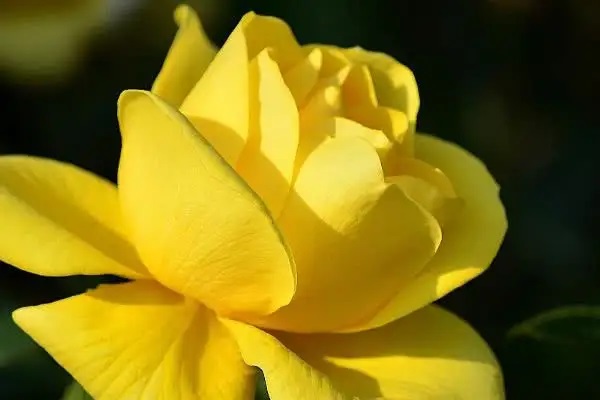 走进不常见保险之退货运费险