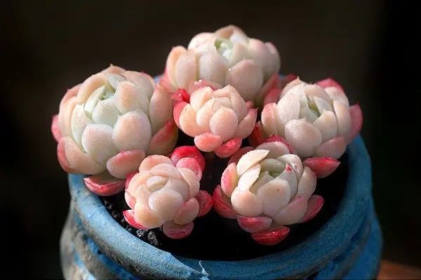 介绍一款含有寿险性质的返还型重疾