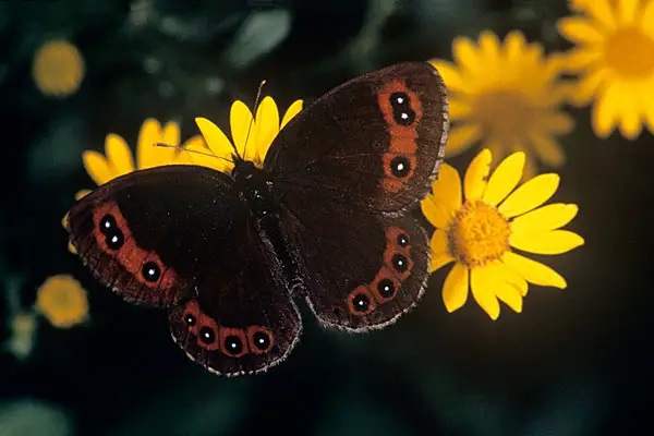 守护福和其他癌症多次赔付产品测评