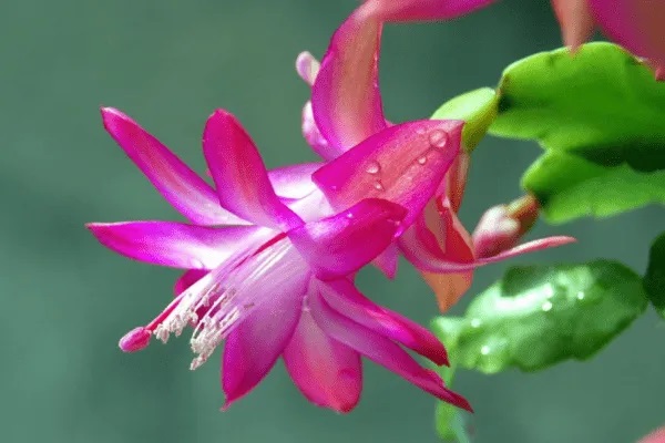 选购儿童险，这几大问题也应当注意