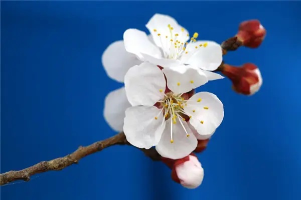 保险中介的发展良机