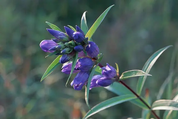 保险经纪人监管规定是否让保险业务下滑