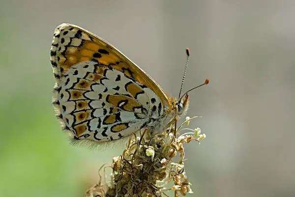 保险法对异地投保是否有明确规定呢？