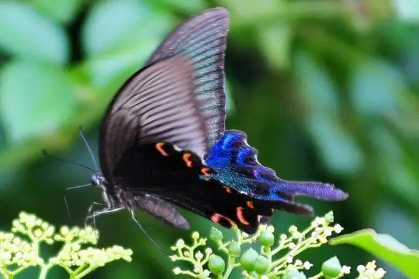 购买保险时候，在出险时是否都能获得理赔？