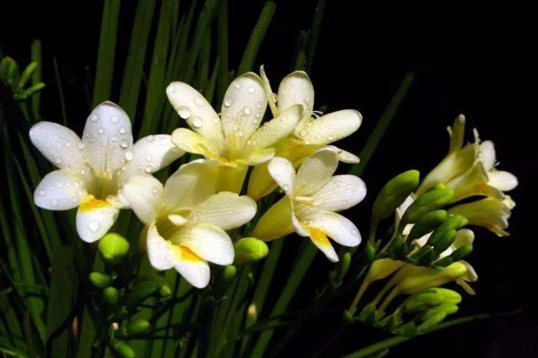 北大才子抗癌5年后离世告诉了我们什么道理？