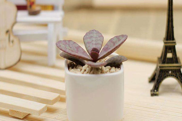 重疾险横向产品对比