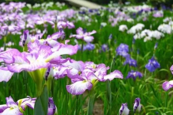 生育保险和医保合并，是好事还是坏事?待遇会降低吗?