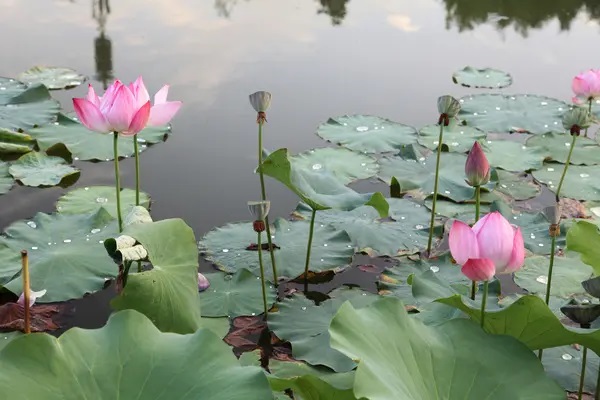 “五险一金”都有什么作用？