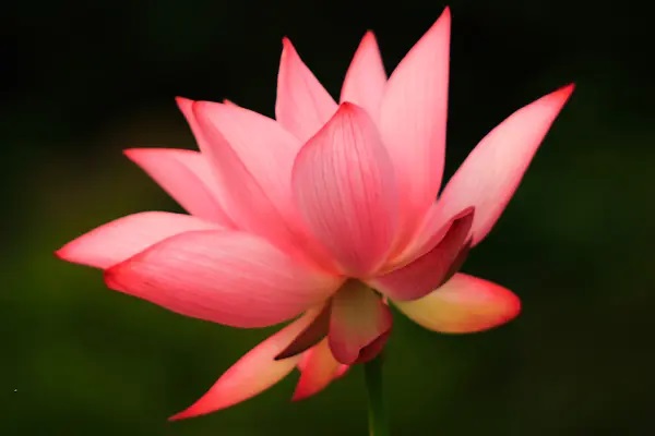 保险代理人如何提高自己的口才呢？