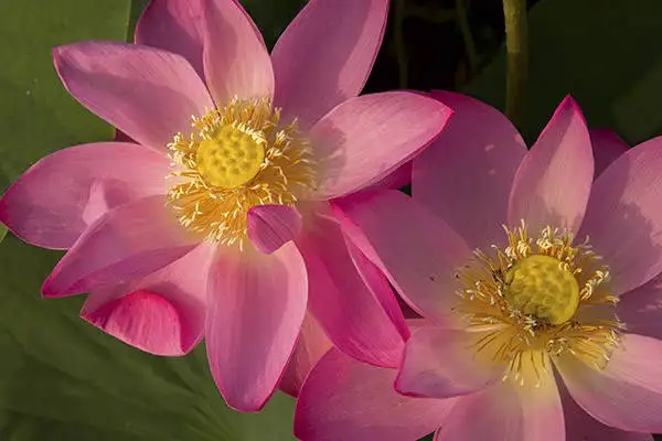 是社保好，还是商业保险好，哪个更划算、靠谱?