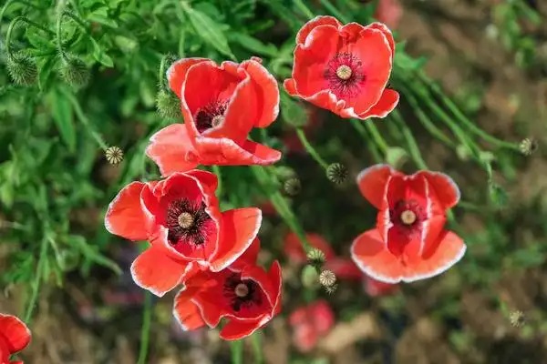 正在缴纳社保的注意了!个人缴纳社保和公司缴纳社保有什么区别?