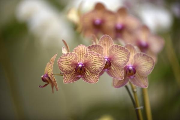 聊一聊平安无忧款家财险