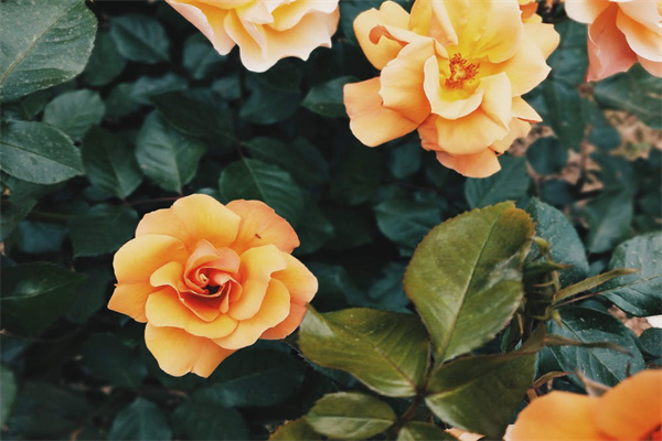 保险体检都查什么呢？体检有问题还能买保险嘛？