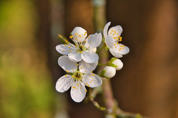 有了百万医疗保险，还是没钱看病为啥？