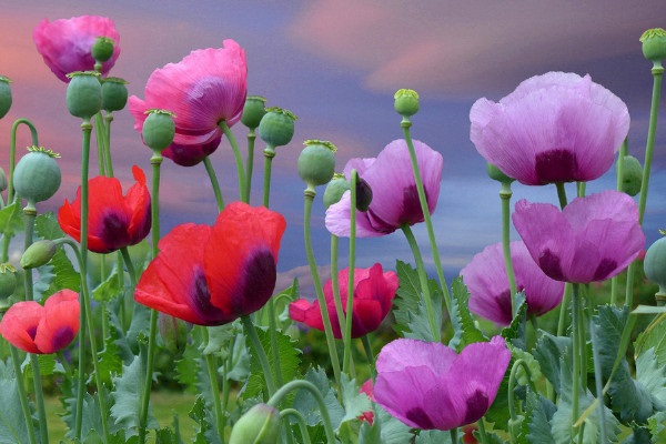 美国车险理赔生态进入新阶段，我们应该考虑什么？