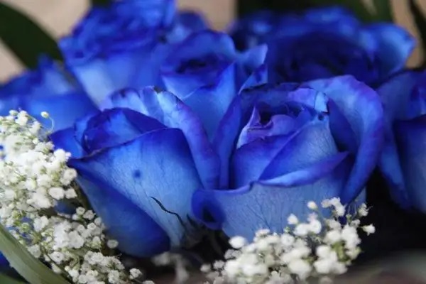  区块链技术成为未来保险的新技能