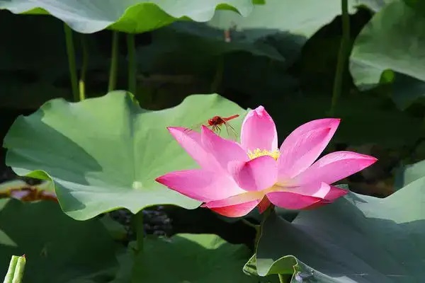 高保费就一定有高保额吗？