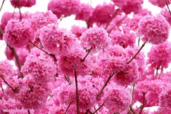 5小时25万人投票——互助计划相互宝争议案例以拒赔收尾