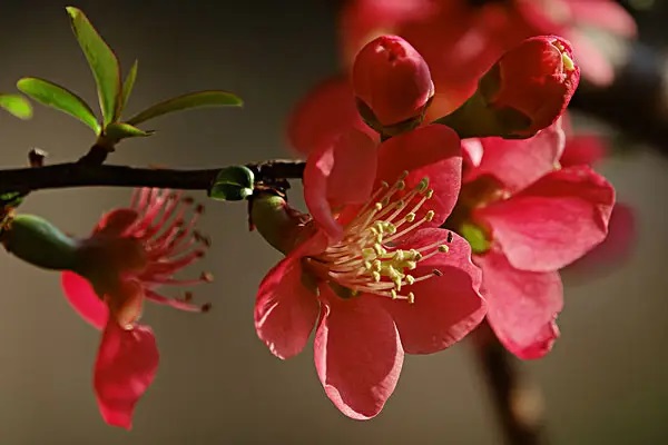 2002年的住院未告知，2017年买的重疾险保险拒赔！