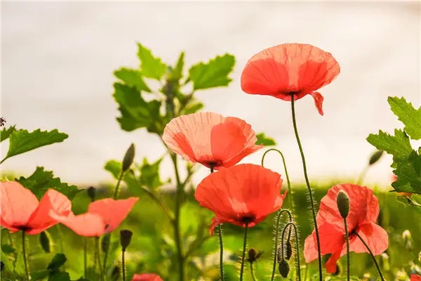 关于众筹，疫苗，以及金钱、生命和时间的思考