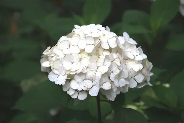 没有药神，保险是命和钱之间的桥梁