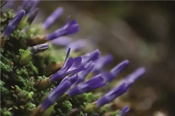 信用卡和花呗的区别在哪里？