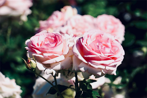 让我们来了解一下顶配的重疾险什么样子！