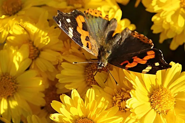 保证续保不涨价的长期医疗险真能那么好吗?