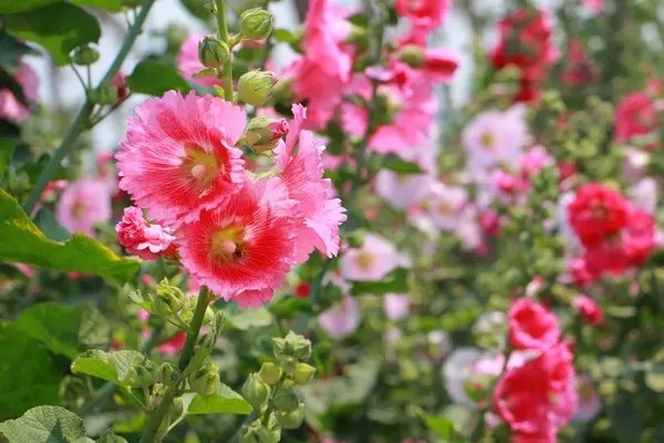 七师城乡居民医疗保险缴费标准调整了