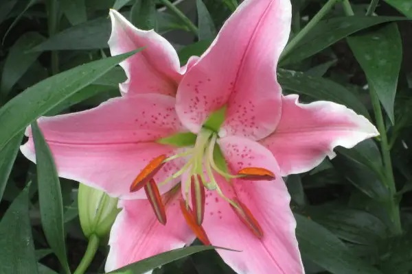 老师重症肺炎猝死，保险公司拒赔，法院判赔！