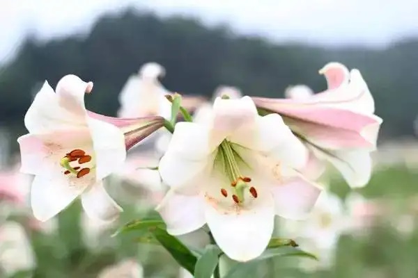 如实告知了保险公司也拒赔，法院是怎么判的呢？