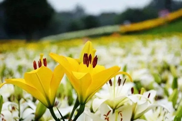 私家车出租出事后，法院支持保险公司拒赔！