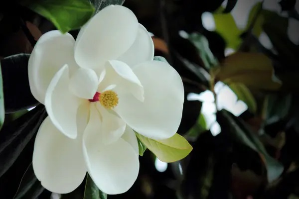 第二年车险怎么买才最合适!