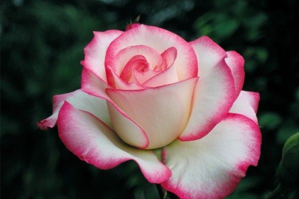 对抗癌症，我们需要了解这几点才能去对抗癌症给我带来的伤害