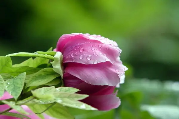 不小心被宠物咬伤，保险公司到底赔不赔？