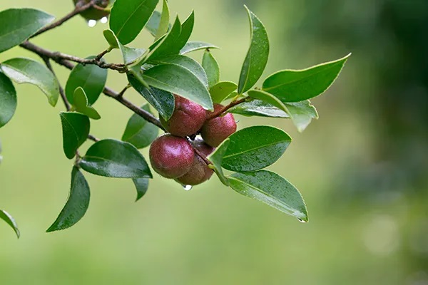 法院支持保险公司拒赔50万重疾险和解除保险合同！