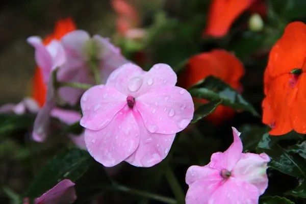 人保健康康乐尊享的保额会增长！