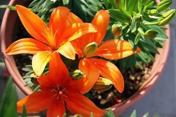 互联网旅游保险数据分析——旅游线已成新宠