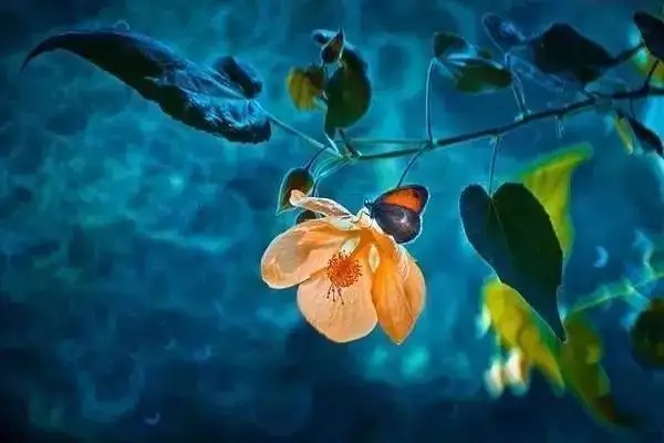 是什么因素影响了互联网旅游保险