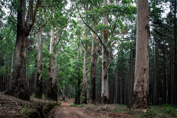 医保统筹支付和个人账户支付有什么区别？支付有上限吗？